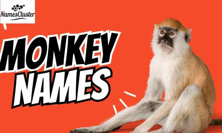 350+ Famous Pet Names for Monkey