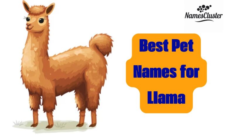 Best Pet Names for Llama