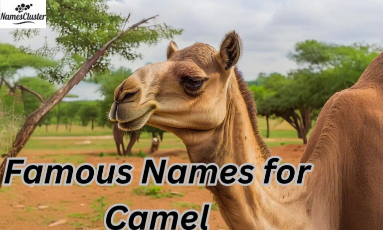 Famous Names for Camel